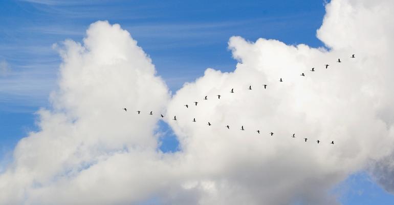 birds flying in a V formation